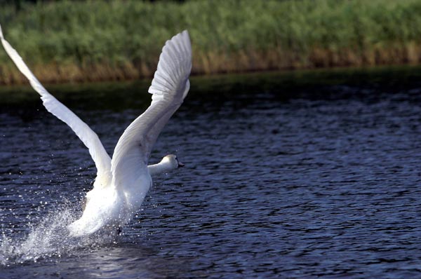 envol cygne