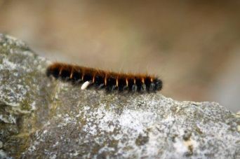 chenille urticantes1 ARS