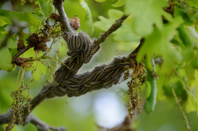 chenille urticantes2 ARS
